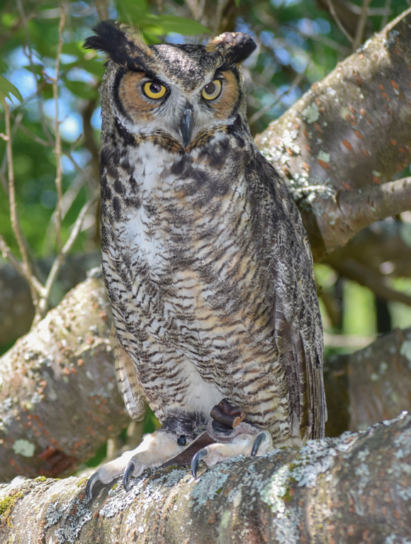 Nature In Class B By Helen Pappas For Great Horned Owl JAN-2019.jpg